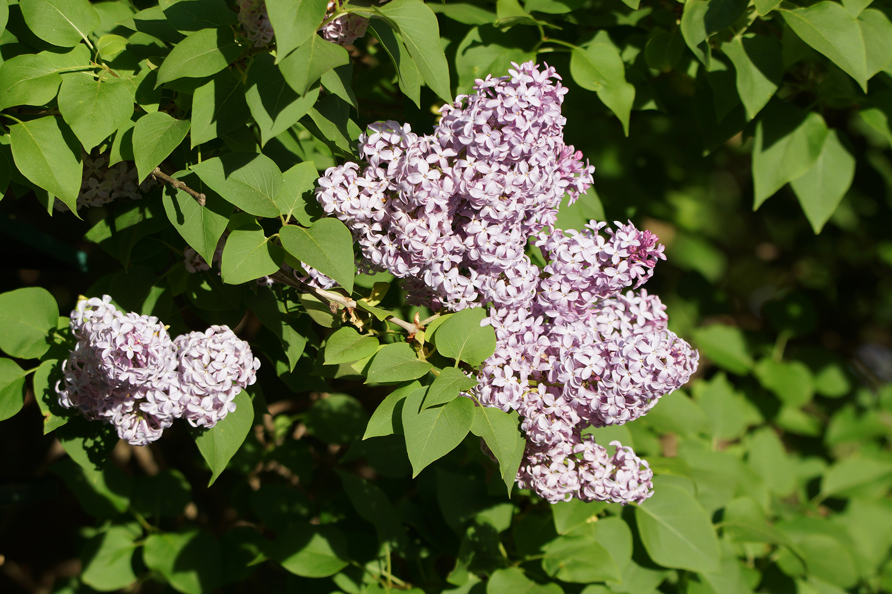 Lilac Recipes for Mother’s Day